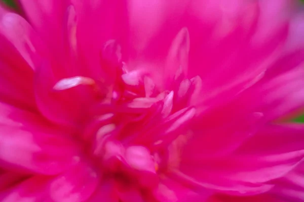 Floral Background Red Color Flower Petal Close Shallow Depth Field — ストック写真