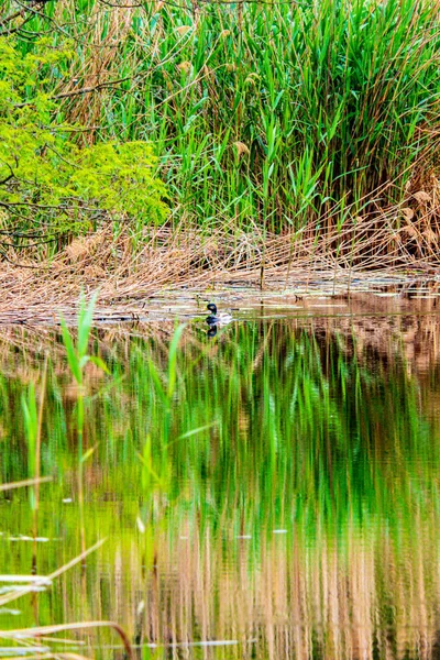 Pato Selvagem Flutua Água Nos Juncos — Fotografia de Stock