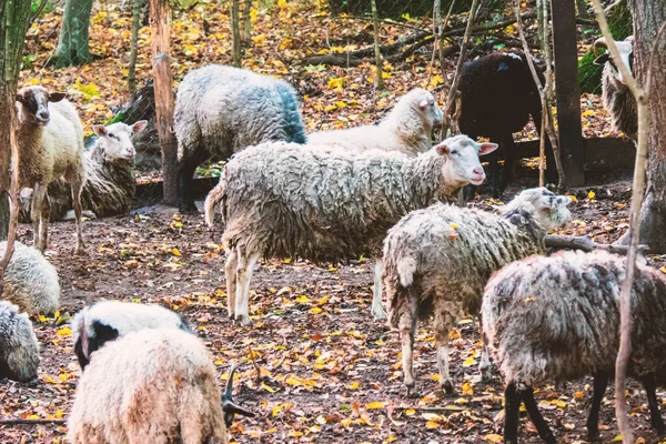 Herd of sheep and goats graze in the forest.