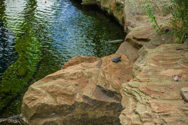 Schildkröte Sitzt Auf Einem Felsen Der Nähe Eines Teiches — Stockfoto