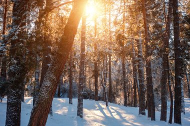 Güneşli havalarda ormanında kış.