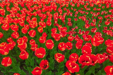 Çiçek açan kırmızı laleli tarla