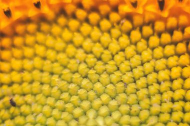 Blooming yellow sunflower close-up. Shallow depth of field.