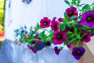 Red petunias bloom hanging in flower pots on the street.