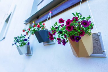 Red petunias bloom hanging in flower pots on the street.