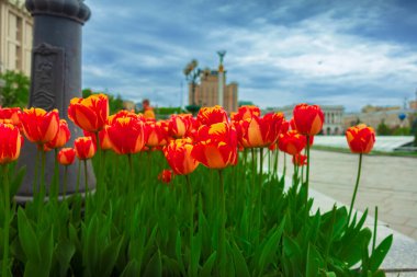 Alley of red tulips on Khreshchatyk in Kyiv.