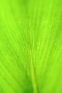 Yeşil yaprak yaklaş. Doğal arkaplan