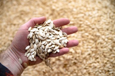 Man holding zucchini seeds in his hand.
