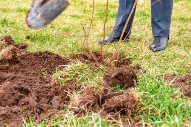 İnsanlar fındık ağacı fideleri dikiyor..