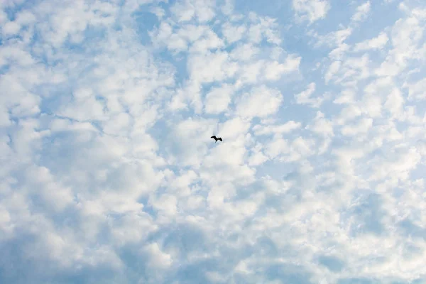 Stork Blue Cloudy Sky — Stock Photo, Image