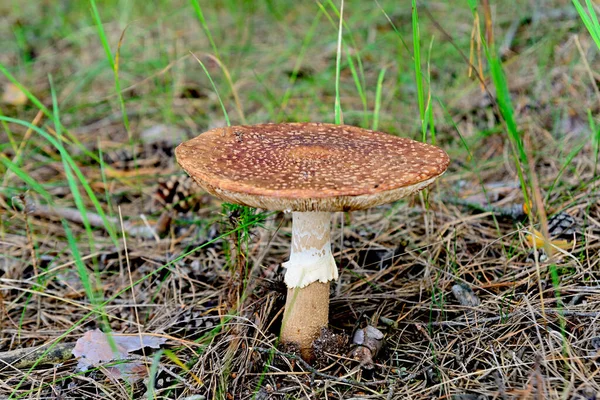 Cogumelos Inócuos Que Crescem Floresta — Fotografia de Stock