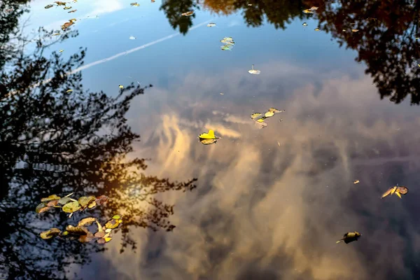 Желтые Осенние Листья Воде — стоковое фото