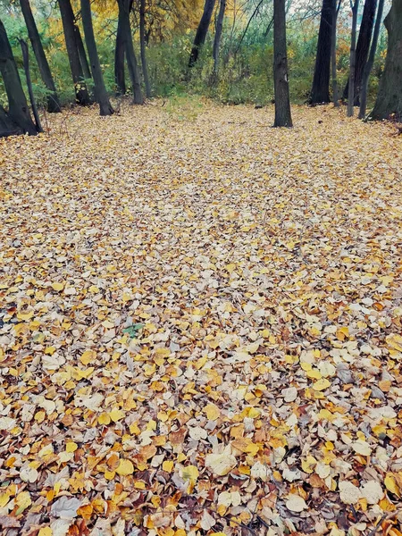 Earth covered with yellow autumn leaves.