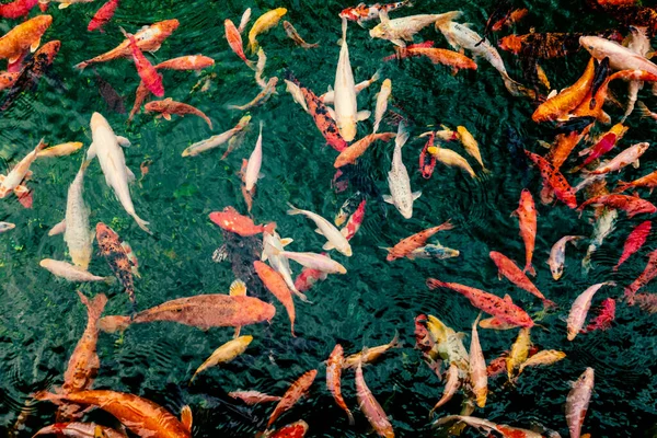 Много Красной Белой Рыбы Пруду — стоковое фото