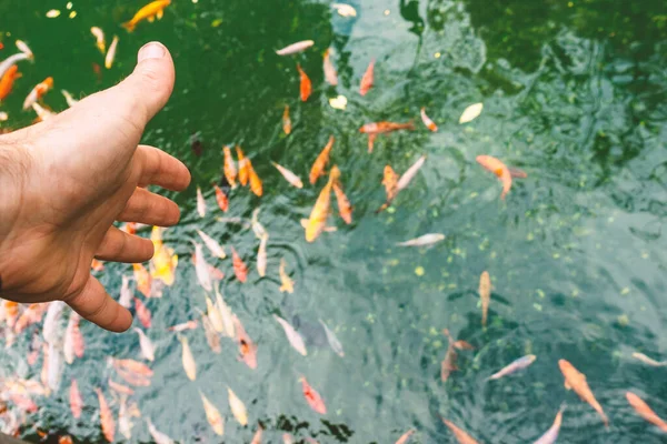 A man feeds a fish in a pond. Focus on the hand.
