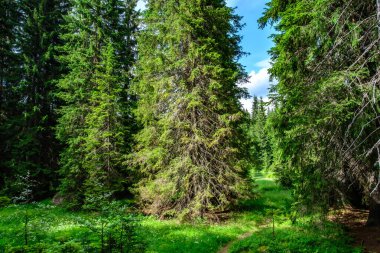 Güneşli bir çayırda kozalaklı ağaçlar
