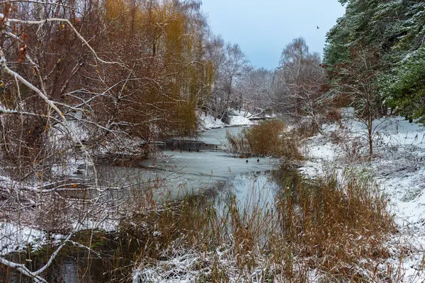 Χιονισμένο Ποτάμι Στο Δάσος Πάπιες Περπατούν Στον Πάγο Του Ποταμού Royalty Free Εικόνες Αρχείου