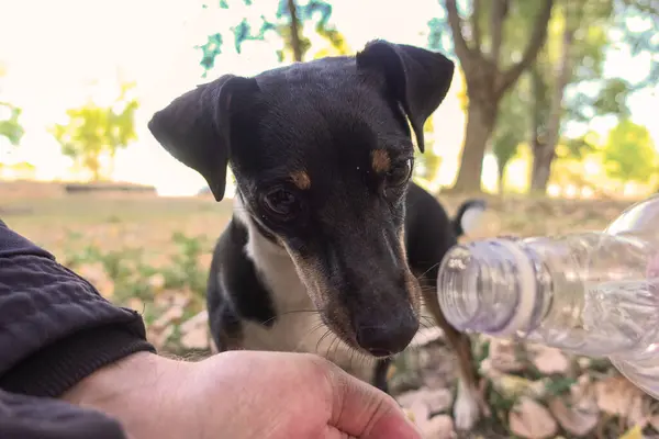 Een Jack Russell Terrier Hond Drinkt Water Uit Handpalmen Van Stockfoto