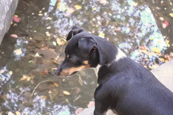 Chien Jack Russell Terrier Veille Sur Les Poissons Près Eau Images De Stock Libres De Droits