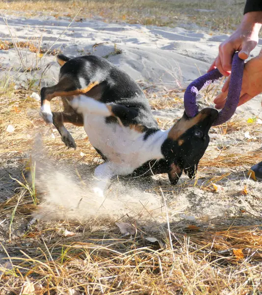 Pies Jack Russell Terrier Bawi Się Gumowym Pierścieniem Podczas Spaceru Obrazek Stockowy