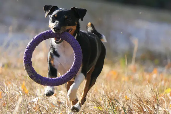 Pies Jack Russell Terrier Bawi Się Gumowym Pierścieniem Podczas Spaceru Obrazek Stockowy