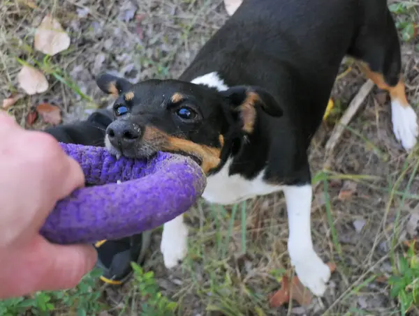 Een Jack Russell Terrier Hond Speelt Met Een Rubberen Ring Stockfoto