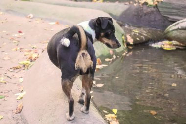 Bir Jack Russell Terrier köpeği su kenarında balık arar.