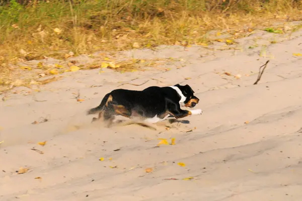 Anjing Dari Jack Russell Terrier Berkembang Biak Berjalan Atas Pasir Stok Foto