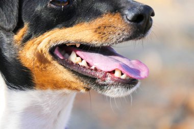 Jack Russell Terrier 'in köpeğinin namlusuna yakın plan.