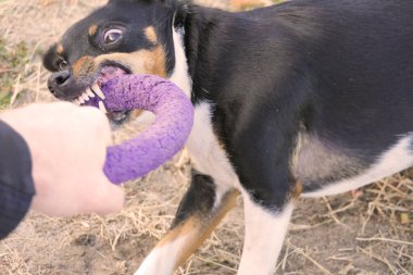 Bir Jack Russell Terrier köpeği yürüyüş sırasında lastik bir halkayla oynar.