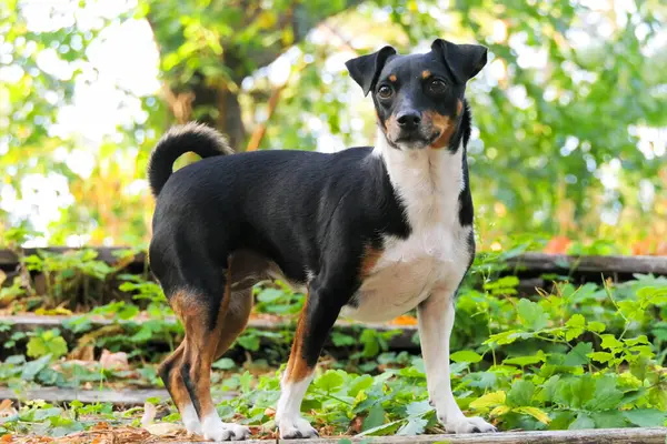 Jack Russell Terrier köpeği parkta yürüyüşe çıktı.