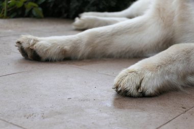 Paws of a lying Malamute dog close-up clipart