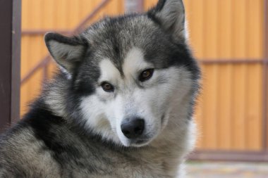 Malamute köpeğinin yakın plan portresi. Köpek ağızlığı..