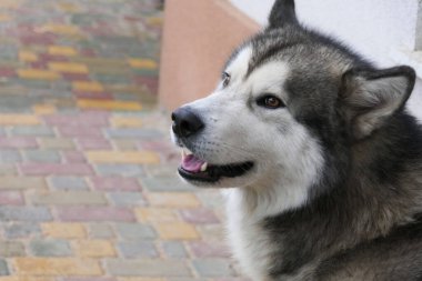 Malamute köpeğinin yakın plan portresi. Köpek ağızlığı..