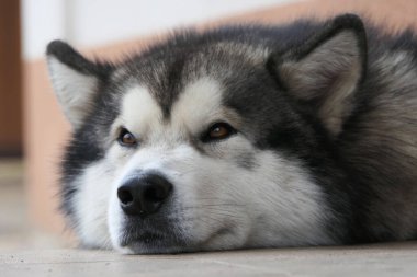 Malamute cinsinden bir köpek dinleniyor. Bir köpeğin ağızlık yakın çekim.