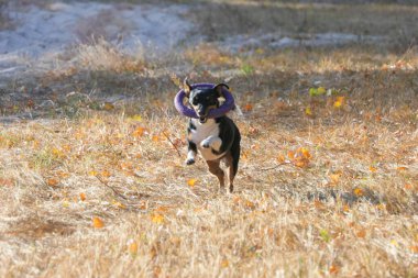 A Jack Russell Terrier dog plays with a rubber ring during a walk clipart