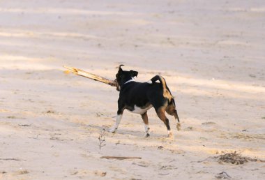 Jack Russell Terrier köpeği ağzında sopayla koşar..