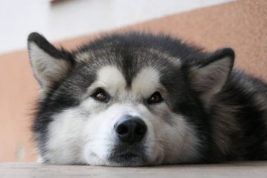 Malamute cinsinden bir köpek dinleniyor. Bir köpeğin ağızlık yakın çekim.