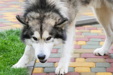 A Malamute dog walks in the yard of the house clipart