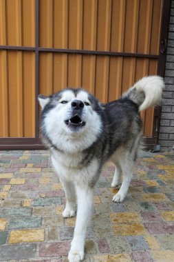 Bir Malamute köpeği evin bahçesinde yürüyor.