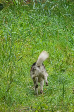 Bir Malamute köpeği yeşil çimenlerde mutlu bir şekilde koşar.