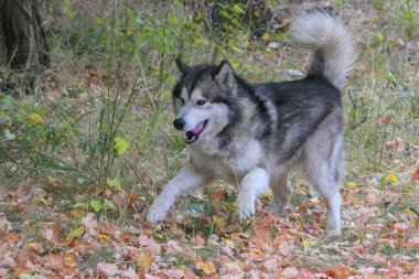 Bir Malamute köpeği parktaki sonbahar yaprakları arasında koşar.