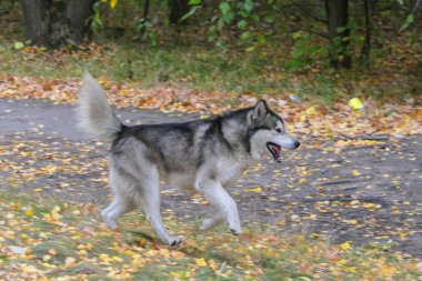 Bir Malamute köpeği parktaki sonbahar yaprakları arasında koşar.