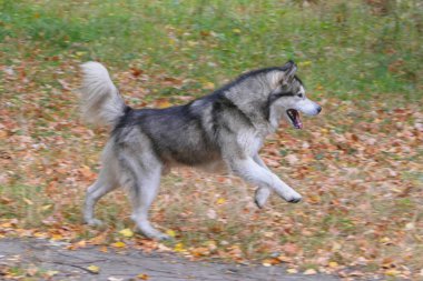 Bir Malamute köpeği parktaki sonbahar yaprakları arasında koşar.