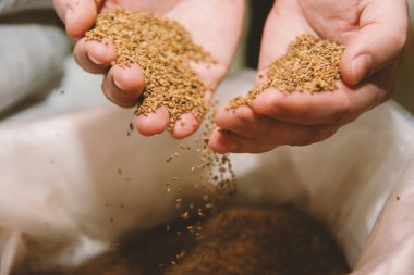 Ellerin avuç içi turp tohumu dolu. Avuçlar tohum torbasının üzerinde.