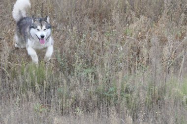 Bir Malamute köpeği kuru otların arasında koşar.