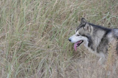 Bir Malamute köpeği kuru otların arasında koşar.