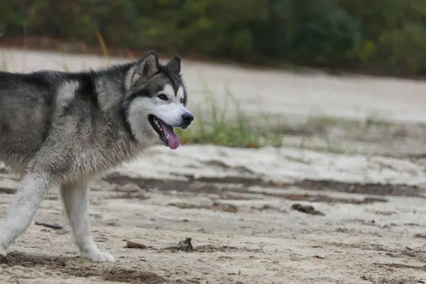 Een Malamute Hond Loopt Langs Het Zand Van Dijk Stockafbeelding