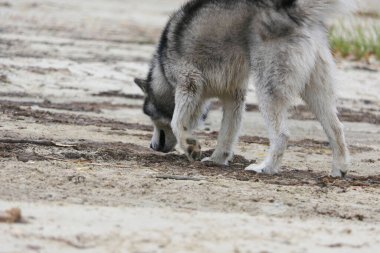 A Malamute dog smelled a footprint in the sand clipart