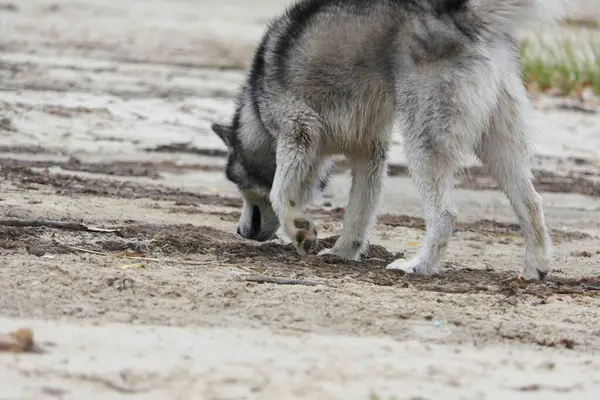 Ένα Σκυλί Malamute Μύρισε Ένα Αποτύπωμα Στην Άμμο Φωτογραφία Αρχείου